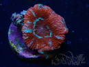 Micromussa lordhowensis WYSIWYG (ex Acanthastrea) 6H3
