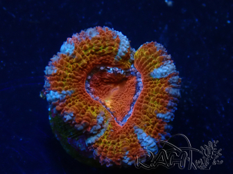 WYSIWYG Micromussa lordhowensis (ehemals Acanthastrea) 6H4