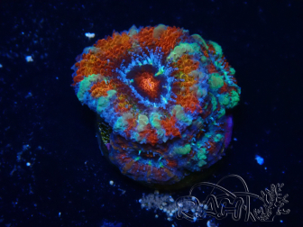 WYSIWYG Micromussa lordhowensis (ex Acanthastrea) 6H5