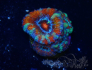 WYSIWYG Micromussa lordhowensis (ehemals Acanthastrea) 6H5