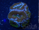 WYSIWYG Micromussa lordhowensis (ex Acanthastrea) 6H6