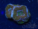 WYSIWYG Micromussa lordhowensis (ehemals Acanthastrea) 6H7