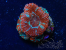 WYSIWYG Micromussa lordhowensis (ehemals Acanthastrea) 6H8