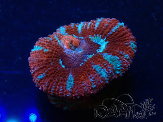 WYSIWYG Micromussa lordhowensis (formerly Acanthastrea) 6K