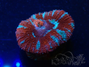 WYSIWYG Micromussa lordhowensis (formerly Acanthastrea) 6K