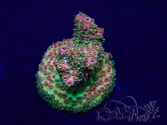 WYSIWYG Acropora Maricoltura acclimatata a LED
