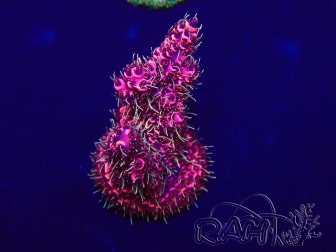 WYSIWYG Acropora Australie acclimaté led