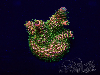 WYSIWYG Acropora Maricoltura acclimatata a LED