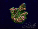 WYSIWYG Acropora Maricoltura acclimatata a LED