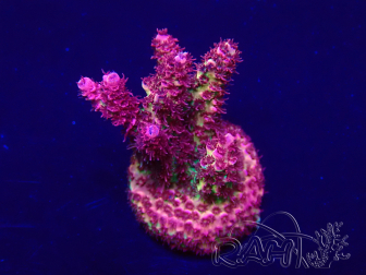 WYSIWYG Acropora Australia acclimatata led
