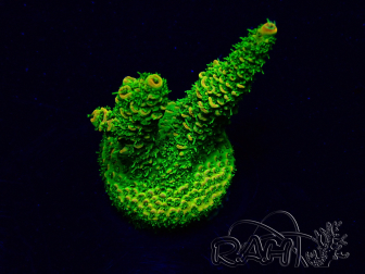 WYSIWYG Acropora acclimaté led