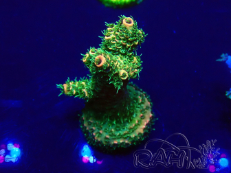 WYSIWYG Acropora Maricultuur geacclimatiseerd LED