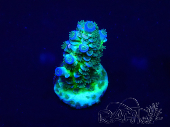 WYSIWYG Acropora tenuis 15A9 Mariculture acclimaté led