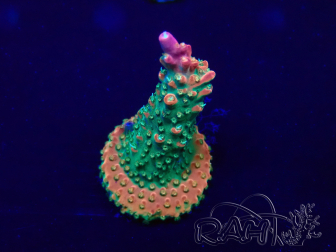 WYSIWYG Acropora acclimated LED
