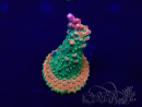 WYSIWYG Acropora aclimatada LED