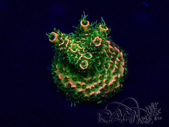 WYSIWYG Acropora hyacinthus 15A11 Mariculture acclimaté led