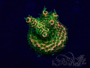 WYSIWYG Acropora Mariculture acclimated LED