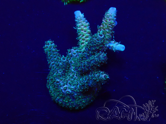 WYSIWYG Acropora Marikultur akklimatisiert LED