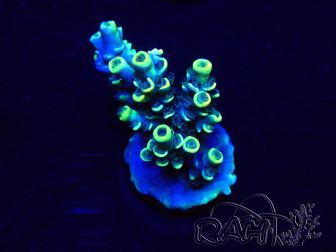 WYSIWYG Acropora tenuis 15B2 Mariculture acclimaté led