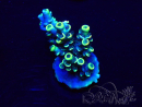 WYSIWYG Acropora Marikultur akklimatisiert LED