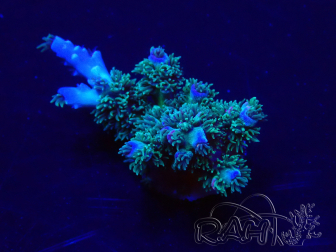 WYSIWYG Acropora tenuis Mariculture acclimated LED