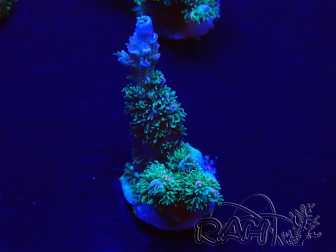 WYSIWYG Acropora acclimatato led