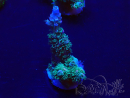 WYSIWYG Acropora akklimatisiert LED