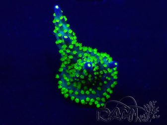 WYSIWYG Acropora Maricoltura acclimatata a LED