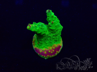 WYSIWYG Acropora Mariculture acclimaté led