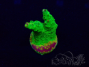 WYSIWYG Acropora 15B6 Mariculture acclimaté led