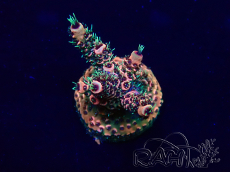 WYSIWYG Acropora Marikultur akklimatisiert LED