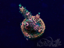 WYSIWYG Acropora Maricoltura acclimatata led