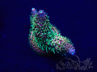 WYSIWYG Acropora Mariculture acclimated LED
