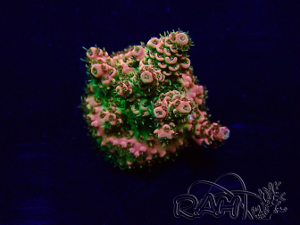 WYSIWYG Acropora akklimatisiert LED