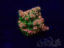 WYSIWYG Acropora aclimatado led
