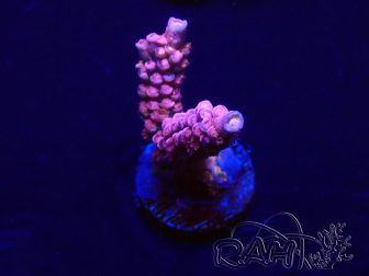 WYSIWYG Acropora Maricultured acclimated LED