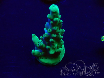 WYSIWYG Acropora Maricoltura acclimatata a LED