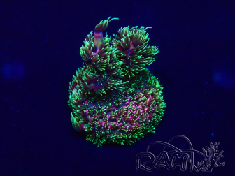 WYSIWYG Acropora Maricoltura acclimatata a LED
