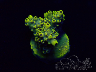 WYSIWYG Acropora Mariculture acclimated LED
