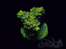 WYSIWYG Acropora Maricultuur geacclimatiseerd LED