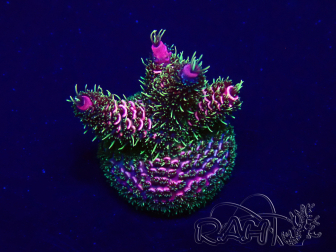 WYSIWYG Acropora Maricultuur geacclimatiseerd LED
