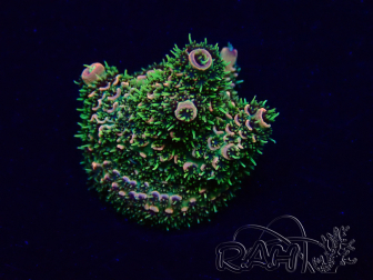 WYSIWYG Acropora Maricultuur geacclimatiseerd LED