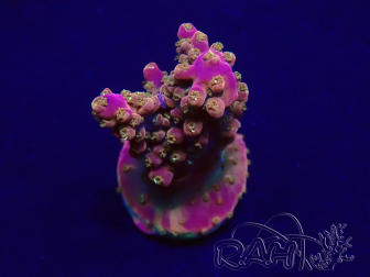 WYSIWYG Acropora 15C5 Maricultureacclimaté led