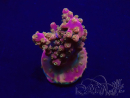 WYSIWYG Acropora Mariculture acclimaté led