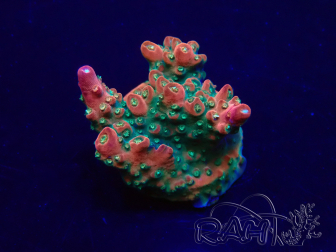 WYSIWYG Acropora Mariculture acclimaté led