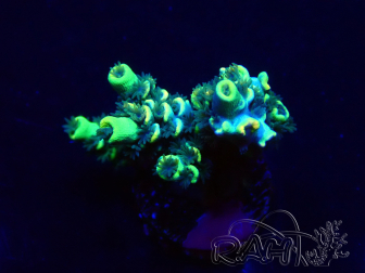WYSIWYG Acropora tenuis Maricoltura acclimatata a led