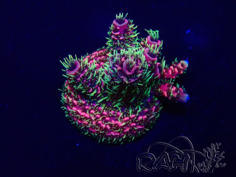 WYSIWYG Acropora Maricoltura acclimatata a LED