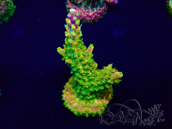 WYSIWYG Acropora acclimatato a led