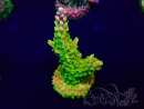 WYSIWYG Acropora acclimatato a led