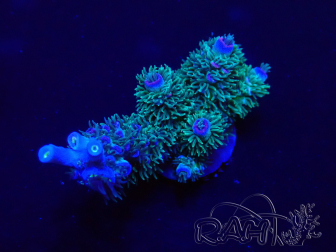WYSIWYG Acropora Mariculture acclimated LED
